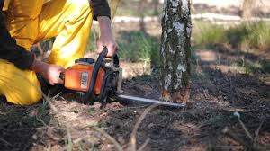 Best Root Management and Removal  in Gleneagle, CO