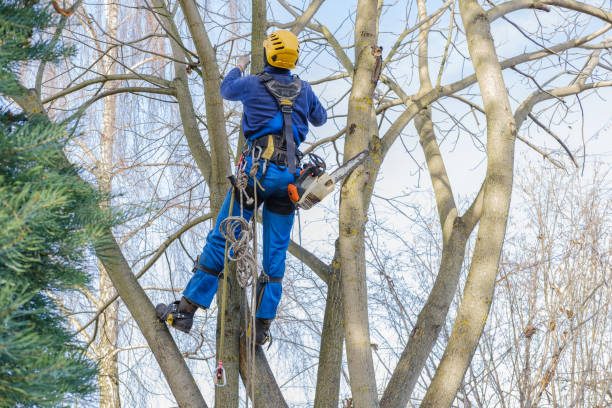 Best Tree Preservation Services  in Gleneagle, CO