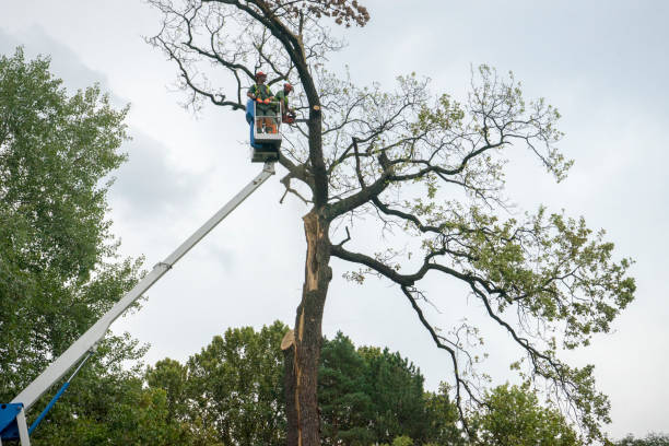 Best Commercial Tree Services  in Gleneagle, CO