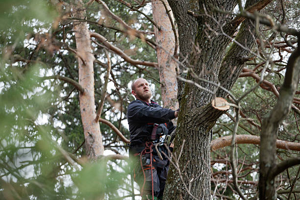 Best Tree Disease Treatment  in Gleneagle, CO